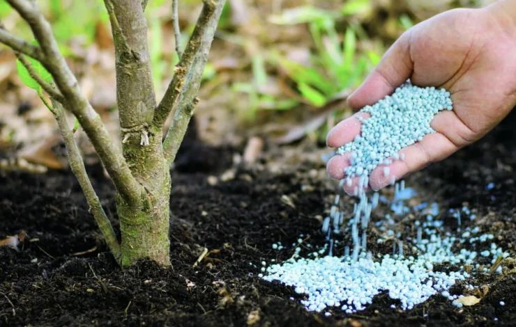 подкормка деревьев весной
