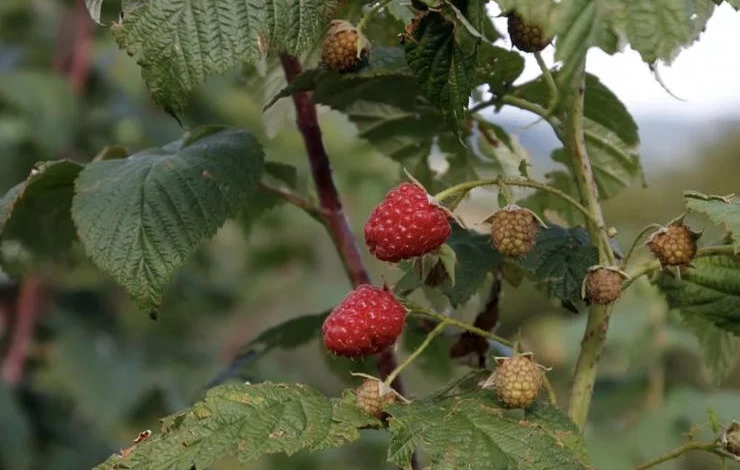 обезвоживание малины что делать
