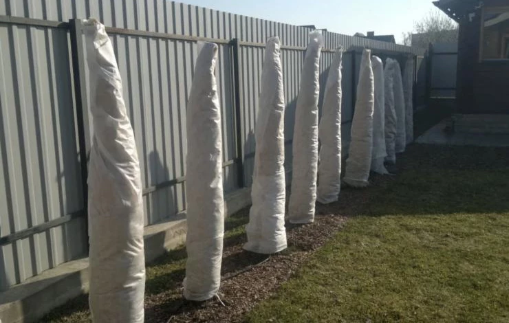 защита хвойных от солнечных ожогов