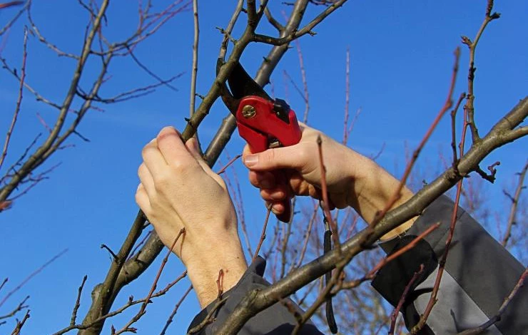 обрезка деревьев весной