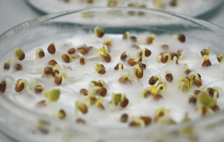 предпосевная подготовка семян