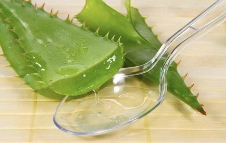 замачивание семян в соке алоэ