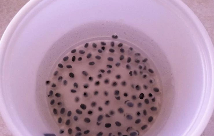 замачивание семян в фитоспорине