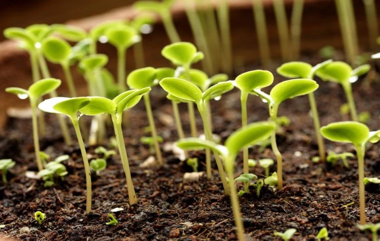 крепкая и здоровая рассада