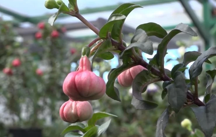 препараты для цветения фуксии в домашних условиях