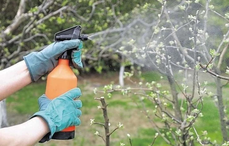 обработка деревьев от вредителей весной