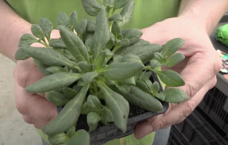 петуния сорта Ивнинг Сенсейшн