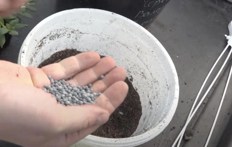 удобрение для комнатных петуний