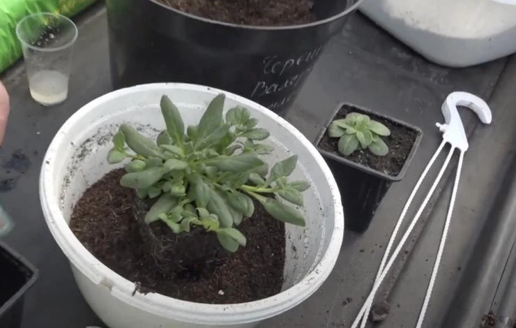 как правильно пересадить петунию