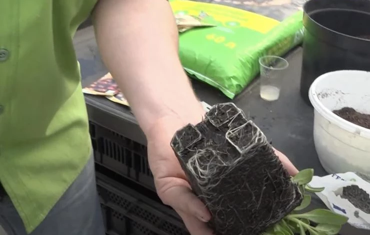 как стимулировать рост корней рассады цветов