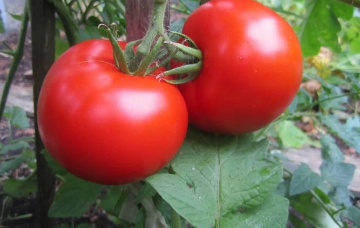 сорт томатов Фаворита