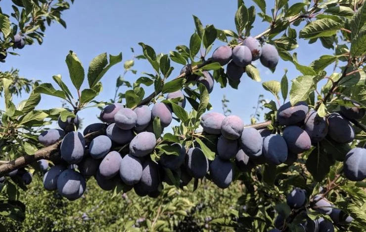 описание сорта сливы Стенли