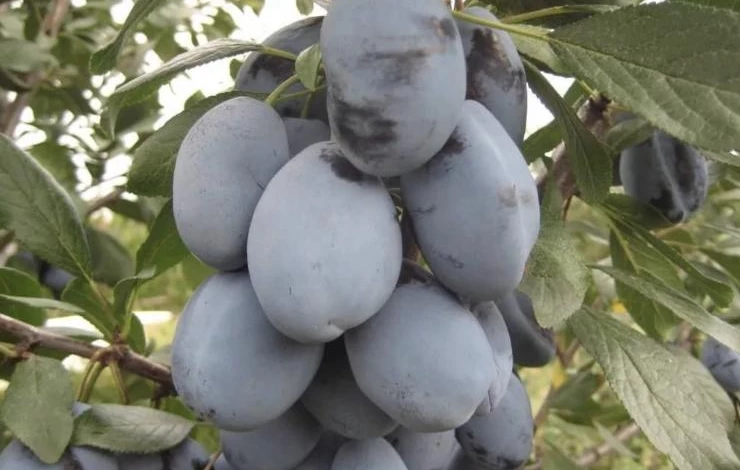 характеристика сорта сливы Стенли
