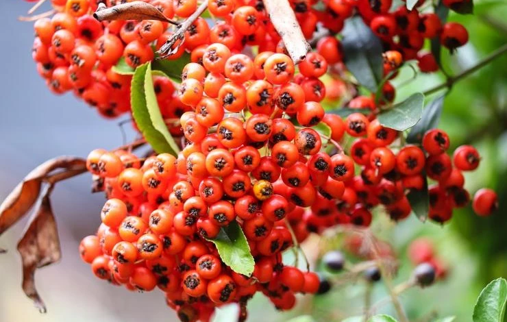 пираканта в ландшафтном дизайне