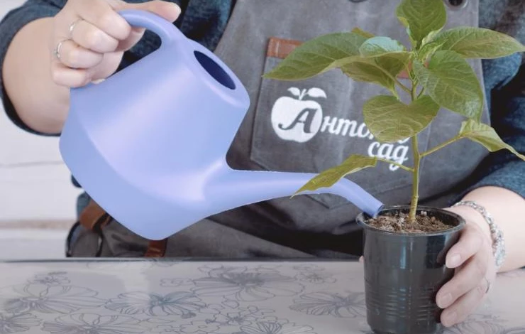 как правильно поливать рассаду томатов