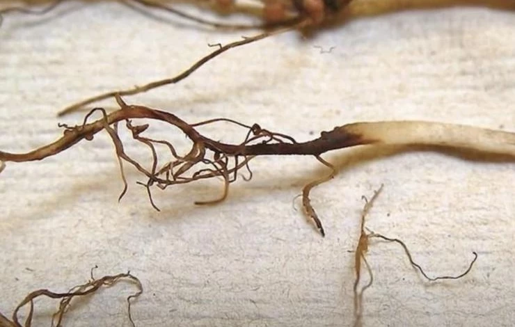 как избавиться от черной ножки у рассады томатов