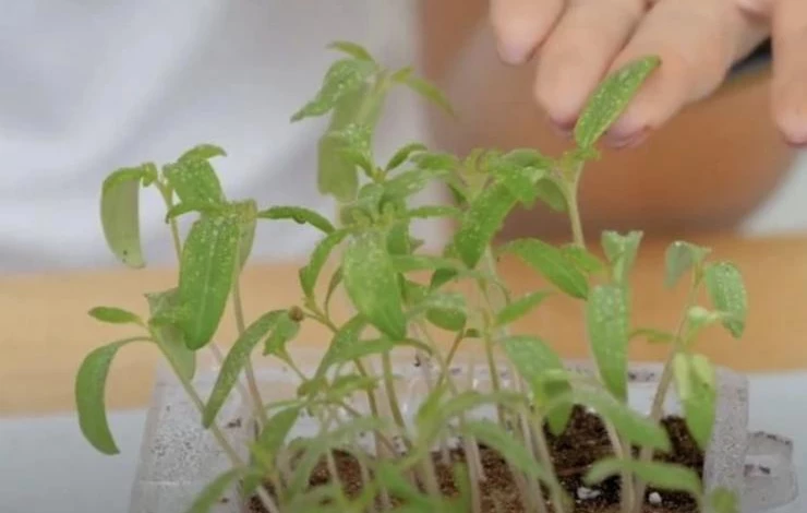 что делать, если рассада томатов получила ожог