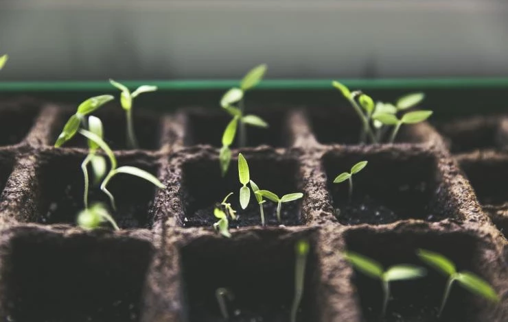 как уберечь рассаду томатов от болезней