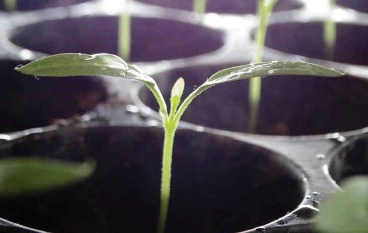 профилактика заболеваний рассады помидоров