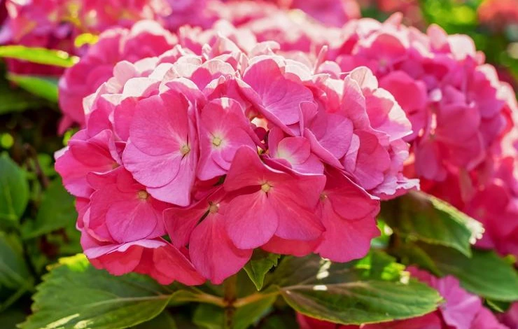 сорт метельчатой гортензии Пинк Квин