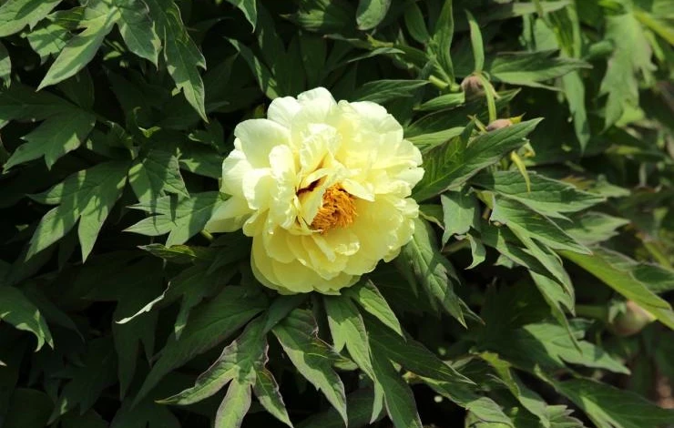 как добиться цветения древовидных пионов