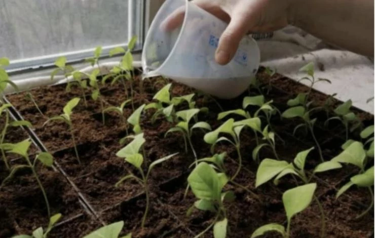 желтеют листья рассады баклажанов из-за полива