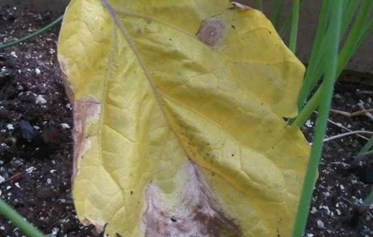 желтеют листья баклажанов из-за вредителей