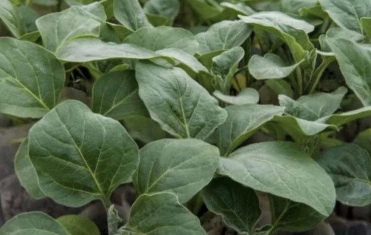 желтеют листья у рассады баклажанов снизу