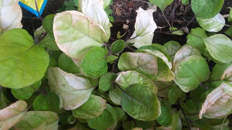 проблемы при пересадке рассады баклажанов