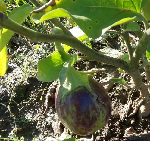 признаки заболеваний у баклажанов