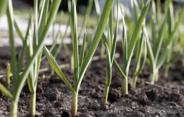 какие удобрения использовать для озимого чеснока весной