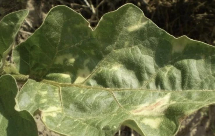 почему скручиваются листья у рассады баклажанов