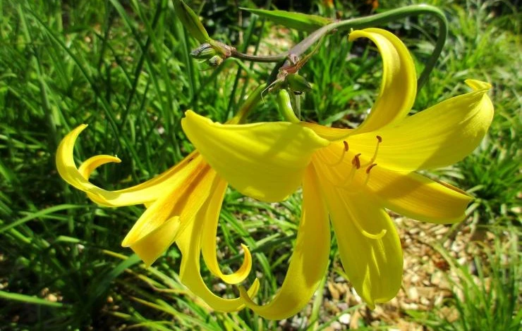 когда сажать луковицы лилий весной 2021