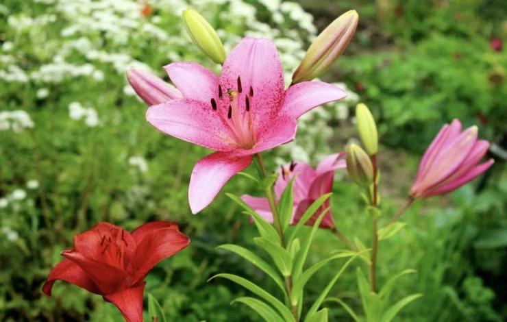 подготовка к посадке лилий весной