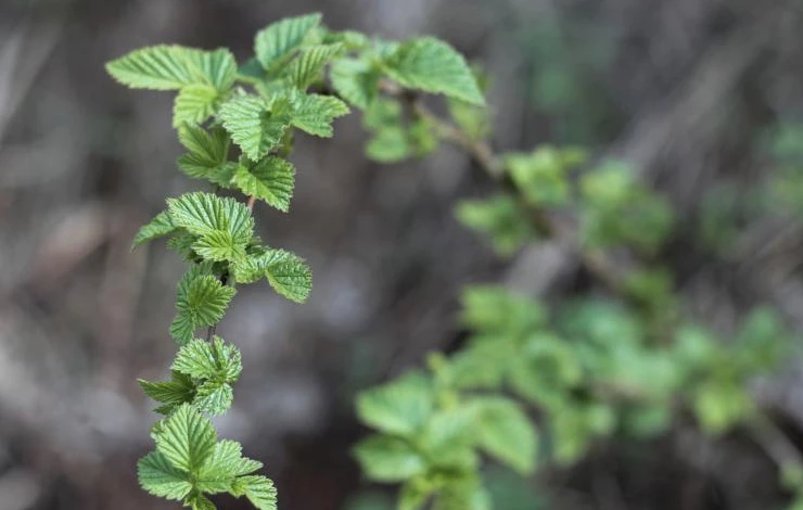 как защитить смородину от болезней и вредителей весной