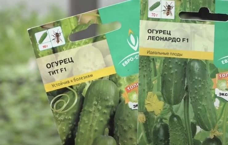 сорта огурцов для выращивания