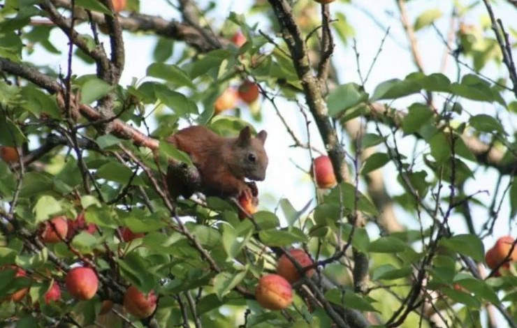 Обрезка абрикоса, поврежденного вредителями