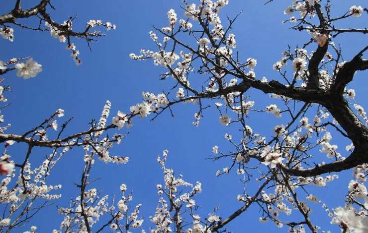 сроки обрезки абрикоса весной