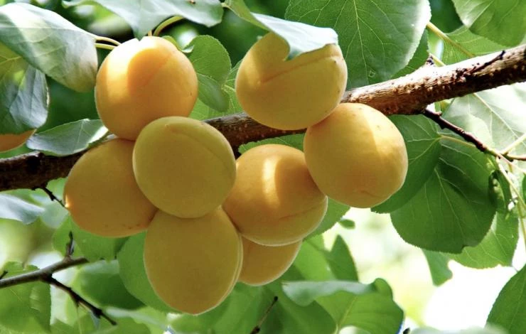 Регулирующая обрезка абрикоса весной