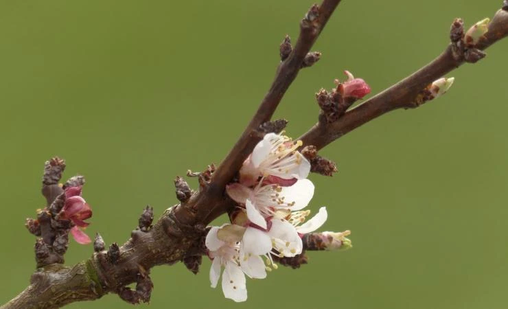 укорачивание побегов абрикоса весной