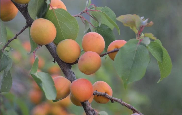 как получить хороший урожай абрикосов