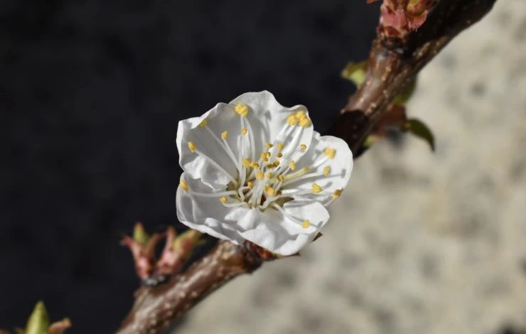 обрезка молодых абрикосов весной