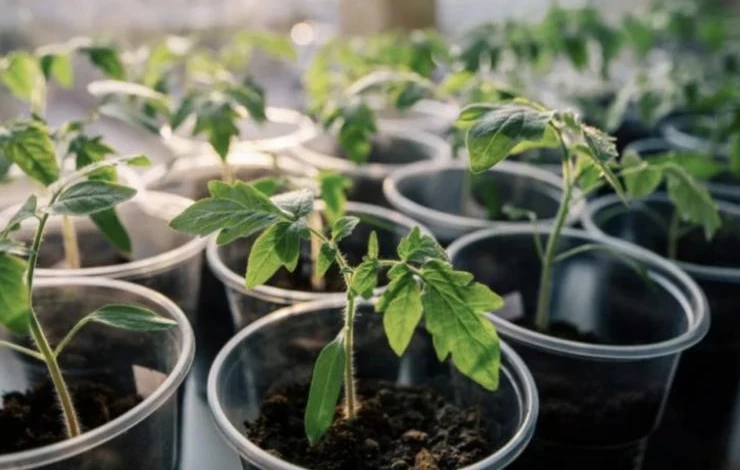 что делать, если сохнут листья у рассады томатов