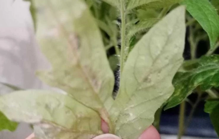 табачная мозаика на листьях рассады томатов