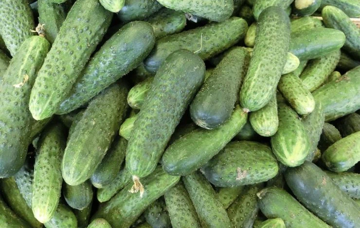 огурцы сорта кураж