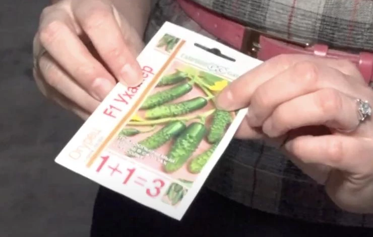 сорт огурцов Ухажер