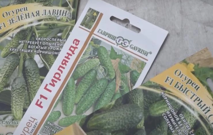 сорт огурцов гирлянда