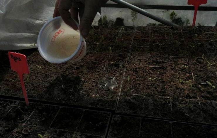 первая подкормка рассады томатов