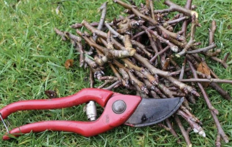 обрезка декоративной жимолости весной