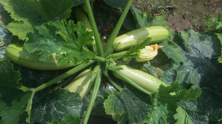 когда сеять кабачки в открытый грунт